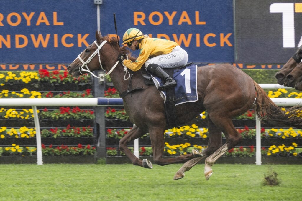 Declichy Boulevard | Just Horse Racing