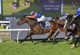 A brown racehorse leads the pack while a jockey in blue and red silks leans forward, number 6 on the saddle cloth, on a green turf track at a racecourse.