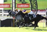 Two jockeys in yellow and purple silks riding horses over a white fence at a Ladbrokes-sponsored horse jumping event on a sunny day.