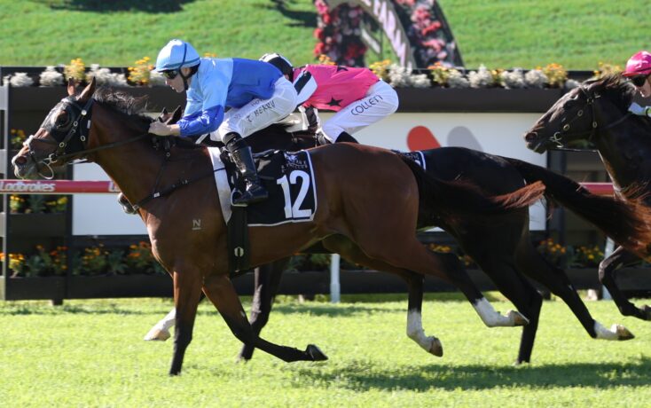 Jockeys and horses race side by side on a sunny grass track, number 12 leading ahead of rivals.