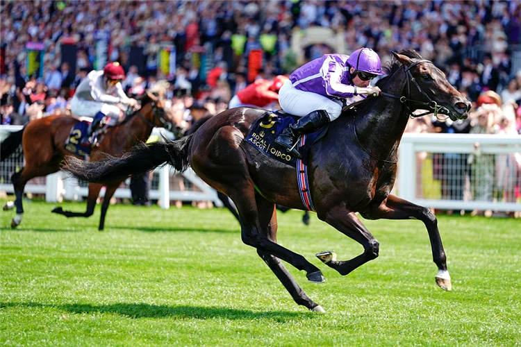 Gstaad | Just Horse Racing Jockey in purple silks riding a dark horse at full gallop on a green racecourse, with spectators in the background.