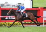 Jockey in blue star-pattern silks riding a dark bay horse over a red hurdle at a racecourse, Ladbrokes banners visible.