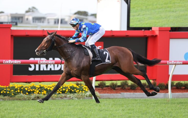 Jockey in blue star-pattern silks riding a dark bay horse over a red hurdle at a racecourse, Ladbrokes banners visible.