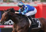 Jockey in blue star-patterned silks riding a brown horse at a racecourse, mid-gallop.