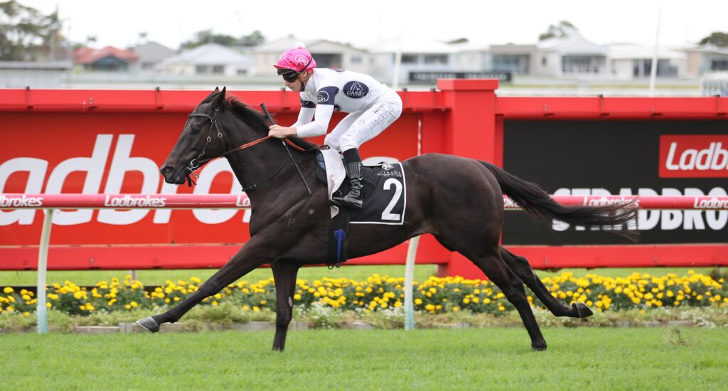 Jockey in white silks and pink cap rides a dark horse at speed on a red-rimmed racetrack, yellow flowers in foreground.