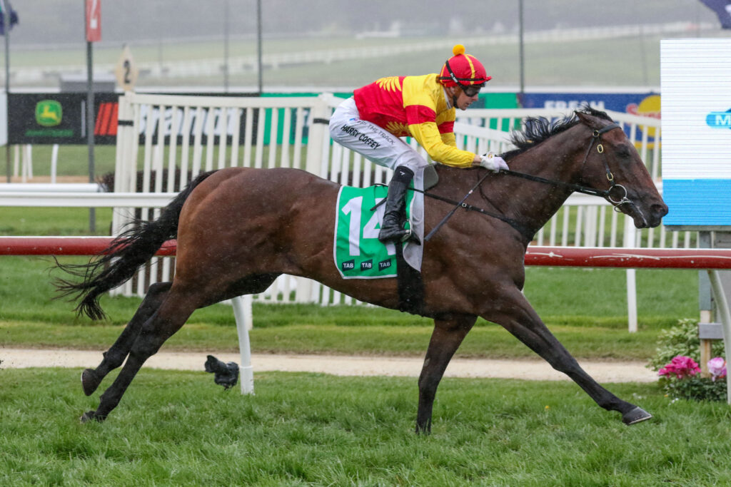 OliveanotherdayV9A1177 | Just Horse Racing Jockey in red and yellow silks rides a dark brown horse at full gallop on a grassy racecourse. The rider wears a red helmet and white pants with the number 12 on a green saddlecloth.