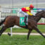 Jockey in red and yellow silks rides a dark brown horse at full gallop on a grassy racecourse. The rider wears a red helmet and white pants with the number 12 on a green saddlecloth.