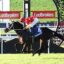 Horse and jockey in red-and-yellow star-patterned silks jumping over a decorative hurdle at a Ladbrokes racecourse banner backdrop.