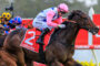 Jockey in pink silks and helmet riding a brown racehorse with a Ladbrokes red saddlecloth during a race on a track.