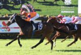 Leading racehorse with number 15, jockey in orange and purple silks, sprinting on a green turf track during a crowded race.