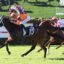 Leading racehorse with number 15, jockey in orange and purple silks, sprinting on a green turf track during a crowded race.