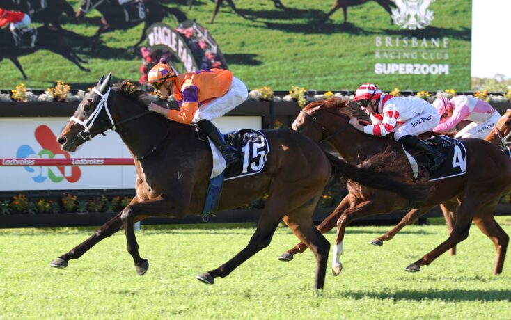 Leading racehorse with number 15, jockey in orange and purple silks, sprinting on a green turf track during a crowded race.