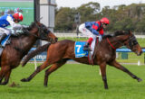 Three racehorses with jockeys in blue and red silks gallop on a grassy track during a race, close to the finish line.