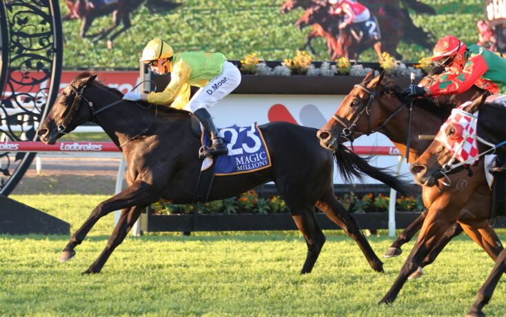 Jockey in yellow silks on a black horse near the finish line in a horse race.