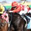 Group of jockeys in colorful silks neck-and-neck during a horse race on a dirt track, blades of turf flying.