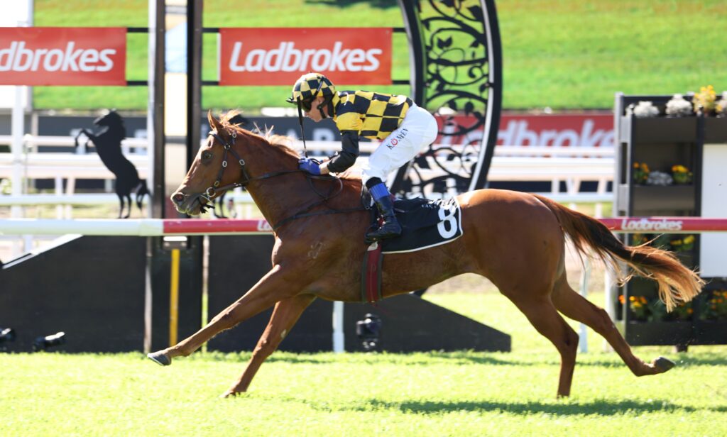 Silver Wedding | Just Horse Racing Jockey in yellow‑black checkered silks riding a brown horse over a jump on a racecourse with Ladbrokes banners in the background.