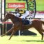 Jockey in yellow‑black checkered silks riding a brown horse over a jump on a racecourse with Ladbrokes banners in the background.