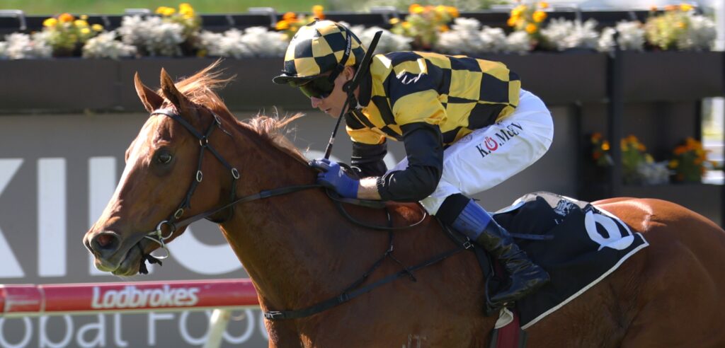 Jockey in yellow-and-black checkered silks rides a brown horse during a race, with a flower-filled barrier in the background.