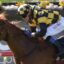 Jockey in yellow-and-black checkered silks rides a brown horse during a race, with a flower-filled barrier in the background.
