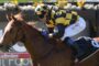 Jockey in yellow-and-black checkered silks rides a brown horse during a race, with a flower-filled barrier in the background.