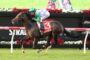 Horse and jockey in green and purple silks jump over a hurdle on a race track, red saddle cloth with number 3, Ladbrokes banners in the background
