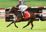 Jockey in white silks riding a galloping dark brown horse with red saddlecloth number 3 on a grassy racetrack.