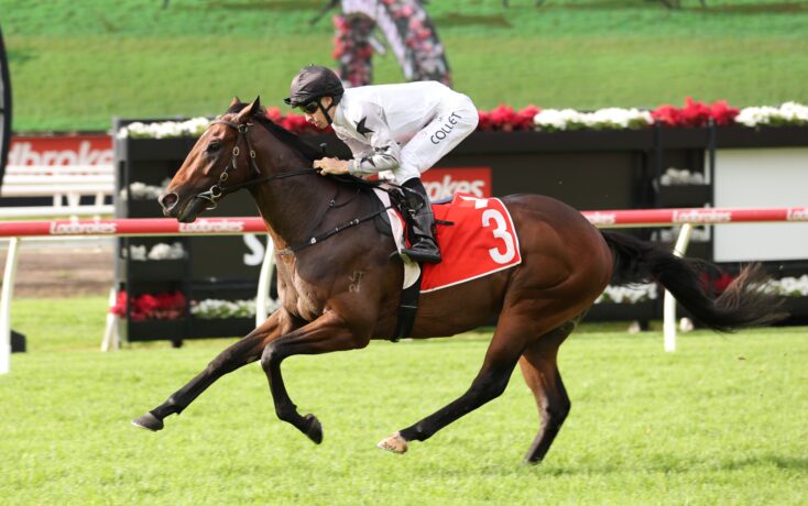 Jockey in white silks riding a galloping dark brown horse with red saddlecloth number 3 on a grassy racetrack.