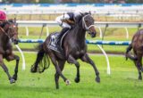 Dark bay racehorse gallops on a grassy track with a jockey in white and yellow silks, rivals close by in the background.