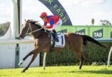 Jockey in a red helmet and blue‑red silks rides a galloping bay horse during a race on a sunny track.
