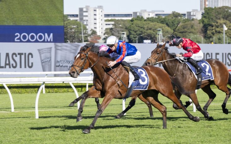 Two thoroughbreds race side by side on a sunny turf track, jockeys in blue and red silks urging their mounts forward.