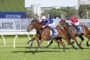 Two thoroughbreds race side by side on a sunny turf track, jockeys in blue and red silks urging their mounts forward.