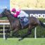 Horse racing scene with a jockey in pink and white riding a dark horse pursued by another horse on a turf track.