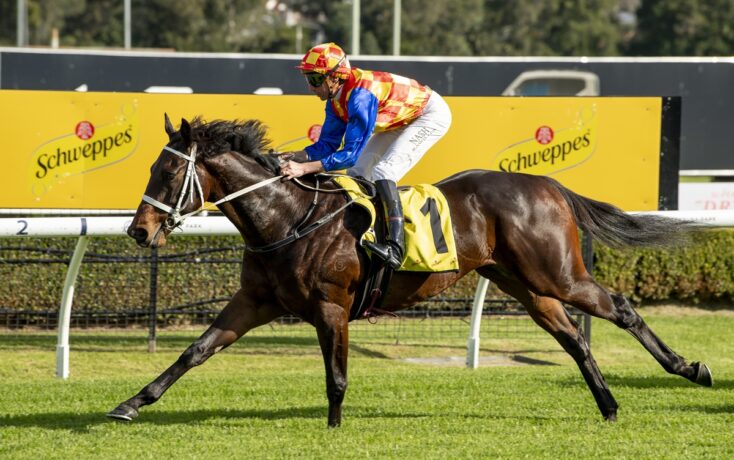 Jockey in colorful silks riding a dark horse during a race on a grass track, with yellow Schweppes advertising boards in the background.