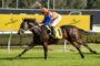 Jockey in colorful silks riding a dark horse during a race on a grass track, with yellow Schweppes advertising boards in the background.