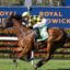 Jockey in yellow and black checkered silks riding a brown horse racing on a track, with 'Royal Randwick' signage in the background.