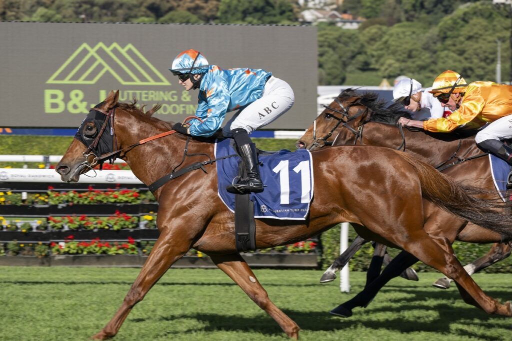 Bay racehorse wearing number 11 with blue silks leads a sprint on a grass track, jockey in light blue and white.