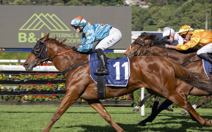 Bay racehorse wearing number 11 with blue silks leads a sprint on a grass track, jockey in light blue and white.