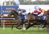 Thoroughbred horse race in progress on a grass track; lead horse wearing blue saddlecloth with number 2, jockey in yellow helmet; chasing pack behind in colorful silks.