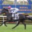Jockey in pink cap rides a black horse jumping at a racecourse with Royal Randwick signage behind them in mid-air.