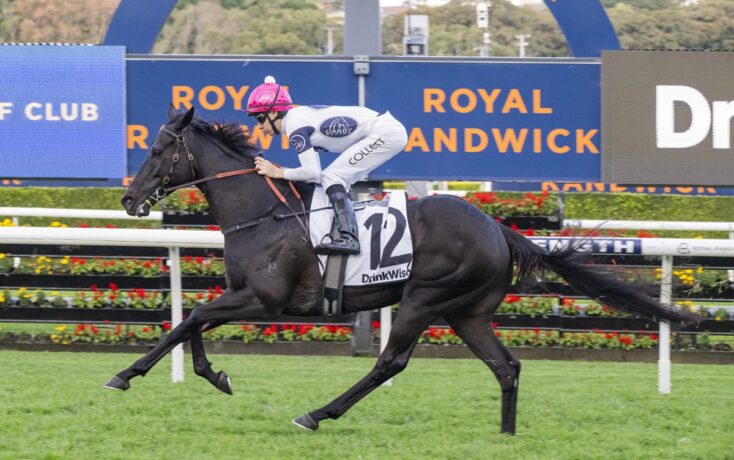 Jockey in pink cap rides a black horse jumping at a racecourse with Royal Randwick signage behind them in mid-air.