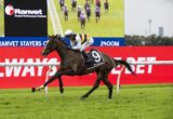 Jockey in yellow-and-black silks riding a dark brown horse mid-race on a grassy track with large red advertising boards behind.