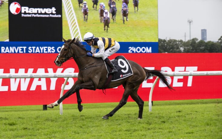 Jockey in yellow-and-black silks riding a dark brown horse mid-race on a grassy track with large red advertising boards behind.
