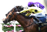 Two jockeys in purple and yellow silks ride a galloping brown horse during a race, leaning forward in competition.