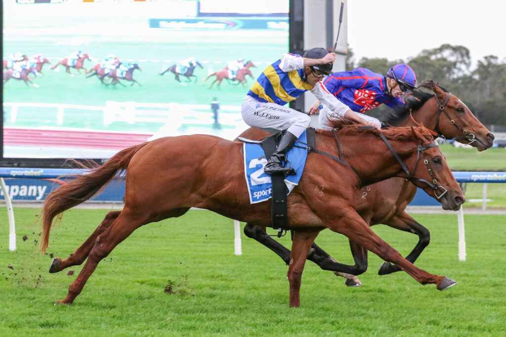 Two jockeys in blue-yellow and blue-red silks race side by side on brown horses, galloping on a grassy track under a large screen.