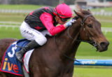 Jockey in pink helmet and red star-patterned vest riding a brown horse during a race on a grassy track, close to the camera.