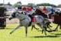 Grey racehorse leads a group of jockeys in a grassy track during a horse race, red-and-white silks visible on the winner's rider.