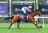 Brown racehorse and jockey sprint along turf during a race; jockey wears blue and red silks with a white helmet, rider leaning forward.