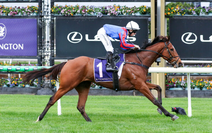 Brown racehorse and jockey sprint along turf during a race; jockey wears blue and red silks with a white helmet, rider leaning forward.