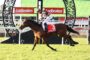 Jockey in orange-black checkered silks riding a bay horse over a hurdle with a red number 3 saddlecloth reading 'FIREBALL MISS' at a racetrack with Ladbrokes banners behind.