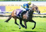 Jockey in blue and yellow silks riding a galloping brown racehorse on a sunny turf track, purple saddle cloth with the number 4 visible.